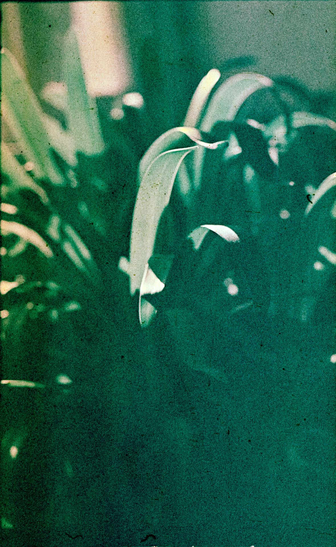 Thumbnail /2022 Berlin/Blumen Agfac II.jpg